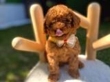 Teacup Ve Toypoodle Yavrular Show Roomumuzda Sizleri Bekliyo