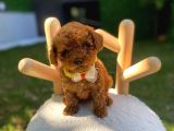 Teacup Ve Toypoodle Yavrular Show Roomumuzda Sizleri Bekliyo