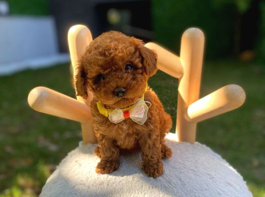 Teacup Ve Toypoodle Yavrular Show Roomumuzda Sizleri Bekliyo görsel