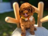 Teacup ve toypoodle yavrular Show roomumuzda sizleri bekliyo
