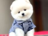 Ayı Surat Pomeranian BOO Yavrum Sizlerle