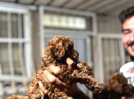 Kore Poodle 4 Ay 3 Karma Aşılı Kilo Garantili görsel