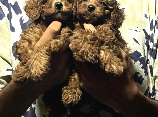 Kore Poodle 4 Ay 3 Karma Aşılı Kilo Garantili görsel