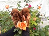 Kore Poodle Yavrularımız
