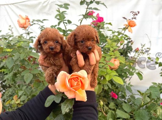 Kore Poodle Yavrularımız görsel