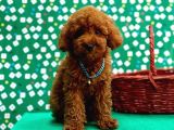 Orji̇nal Poodle Çocuklar