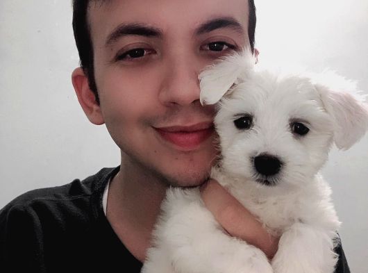 Maltese Yavrularimiz görsel