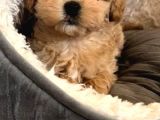 Ufacik Malti̇poo Yavrular
