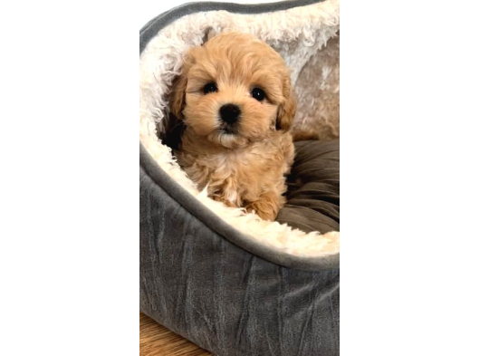 Ufacik Malti̇poo Yavrular görsel