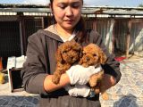 Toy Poodle Yavrularımız