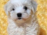 MALTESE BEBİŞLERİMİZ