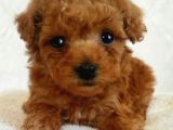 Kivir Kivir Tüy Dökmeyen Maltipoo Yavrular