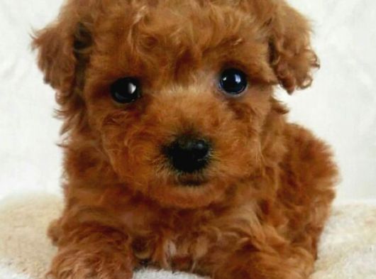 Kivir Kivir Tüy Dökmeyen Maltipoo Yavrular görsel