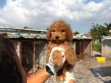 Dev Poodle Yavruları