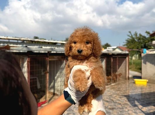 Dev Poodle Yavruları görsel