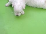 Maltese Bebi̇şleri̇mi̇z
