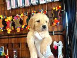 Safkan Bir Aile Dostu Golden