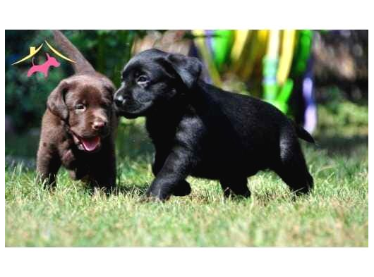 Labrador Yavrularımız