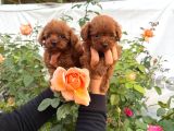 Kore Poodle Yavrularımız