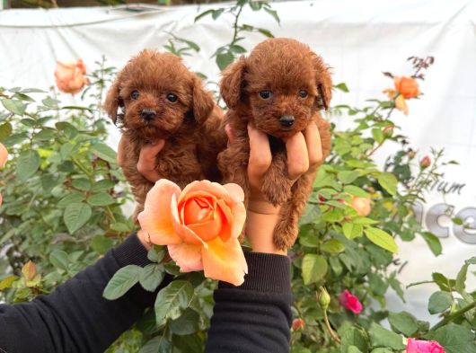 Kore Poodle Yavrularımız görsel