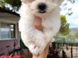 Maltese Yavrularimiz