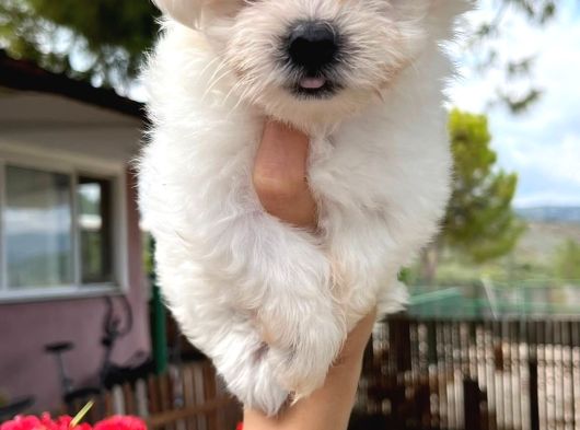 Maltese Yavrularimiz görsel