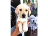 Labrador Yavrularımız