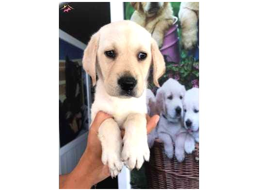 Labrador Yavrularımız görsel