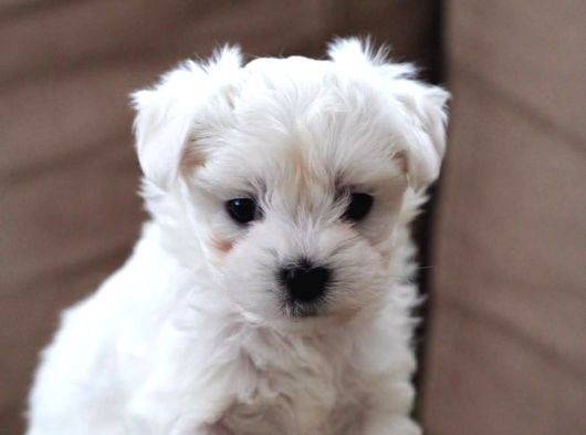 Maltese Yavrularimiz