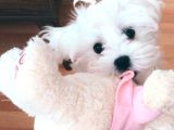 Maltese Yavrularimiz