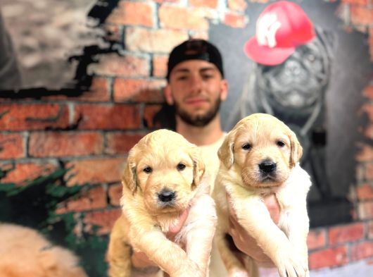 Safkan bir aile dostu golden