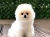 ORJİNAL POMERANİAN BOO ÇOCUKLAR