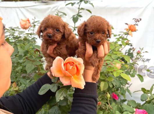Kore Poodle Yavrularımız