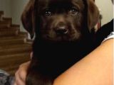 Labrador Yavrularımız