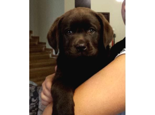 Labrador Yavrularımız görsel
