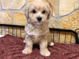 Veteri̇ner Kontrollü Üst Kali̇te Maltipoo Bebekler