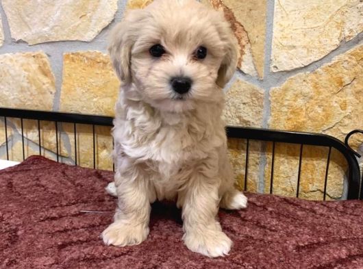 Veteri̇ner Kontrollü Üst Kali̇te Maltipoo Bebekler görsel