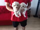 Maltipoo Yavrularımız Ev Doğumu