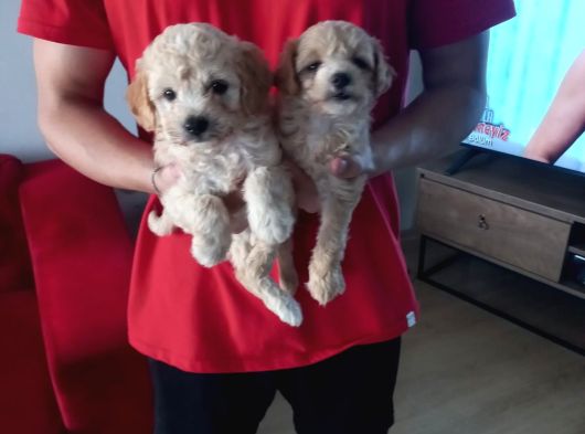 Maltipoo Yavrularımız Ev Doğumu görsel
