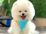 Ayı surat Pomeranian Boo