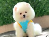 Ayı Surat Pomeranian Boo