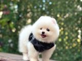 Ayı Surat Pomeranian Boo