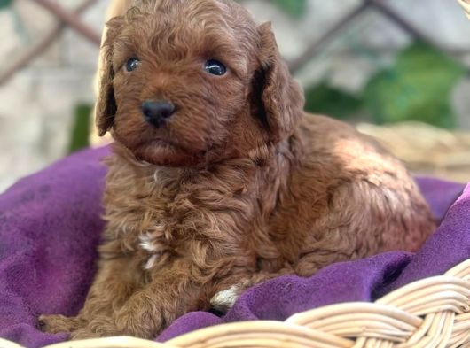 Tatlı Toy Poodle Bebeklerim görsel