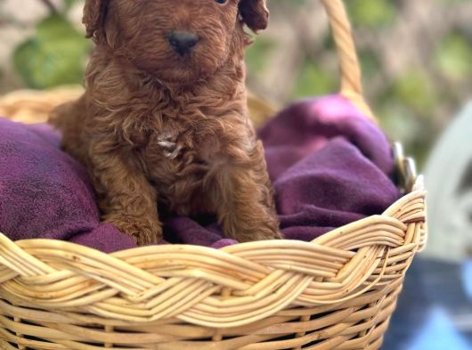 Tatlı Toy Poodle Bebeklerim görsel