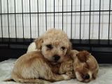 Veteri̇ner Kontrollü Üst Kali̇te Maltipoo Bebekler