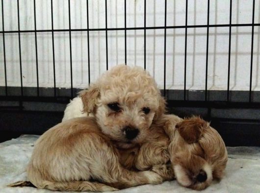 Veteri̇ner Kontrollü Üst Kali̇te Maltipoo Bebekler görsel