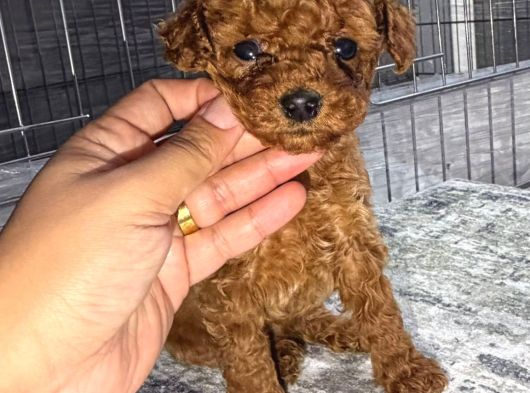 Micro Kore Teacup Poodle görsel