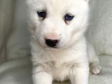Bembeyaz Mavi Göz Husky Bebekler