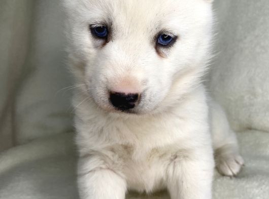Bembeyaz Mavi Göz Husky Bebekler görsel