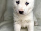 Bembeyaz Mavi Göz Husky Bebekler
